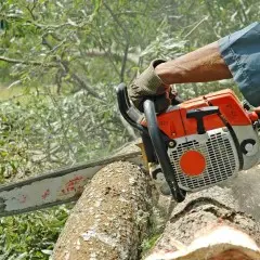 Tree Removal