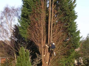 Large Trees picture